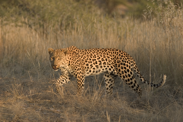 Leopard in habitat. Africa