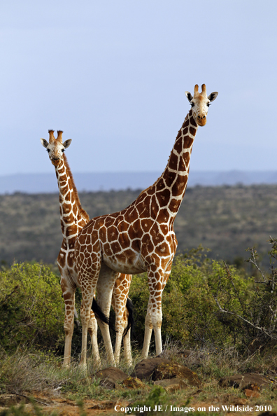 Reticulated Giraffe 