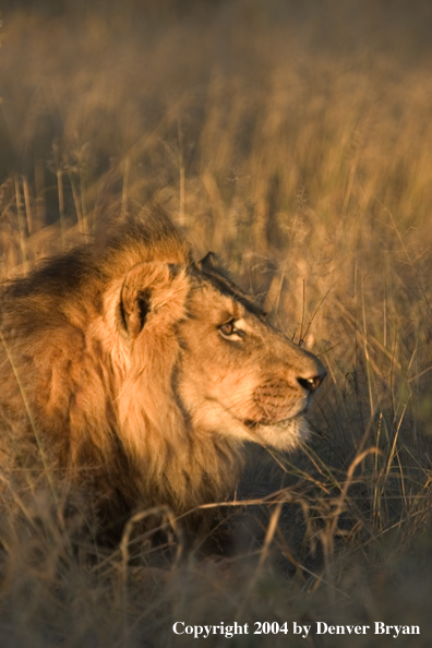 Male African lion in habitat. Africa