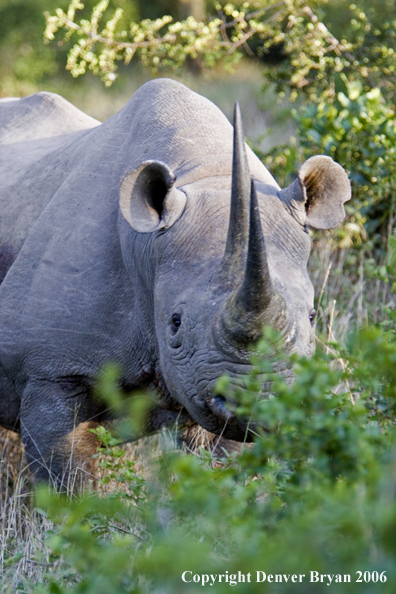 Black rhino in Africa.