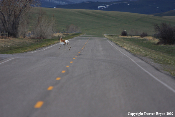 Pronghorn Antelope running across highway