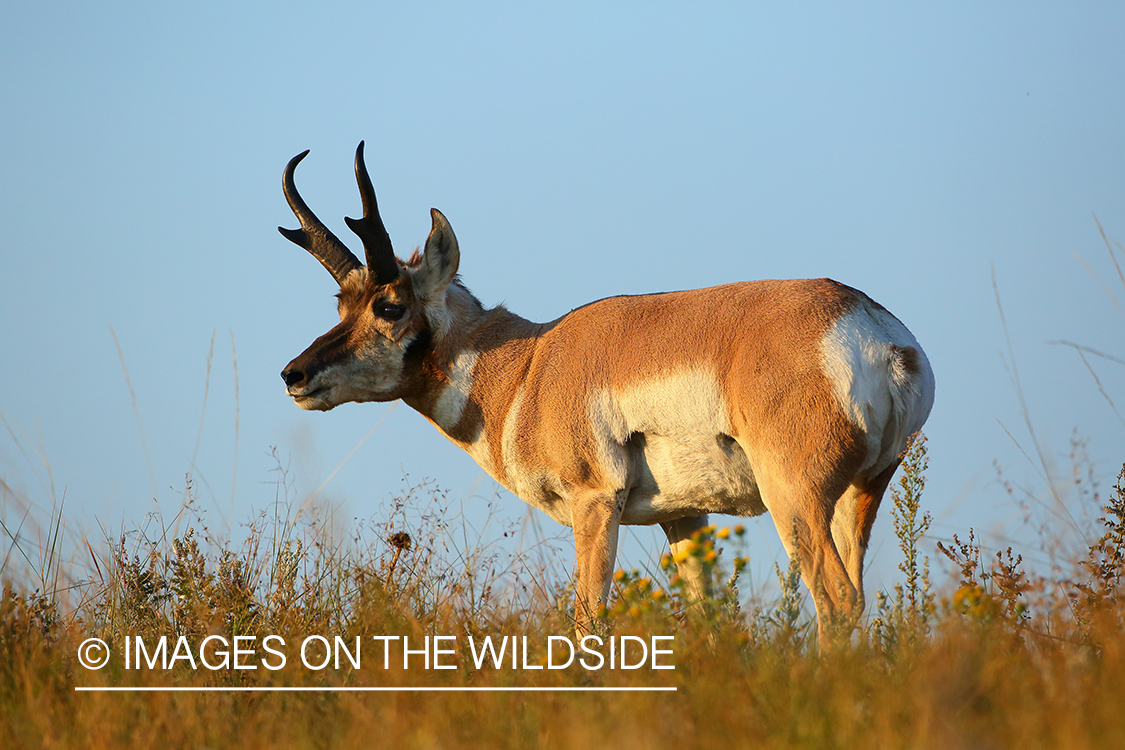 Pronghorn Antelope buck in habitat.