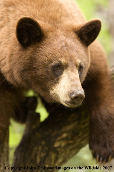 Black bear (brown-phase)