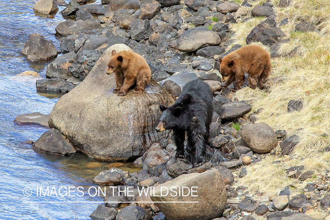 Black bear and cubs on river bank.