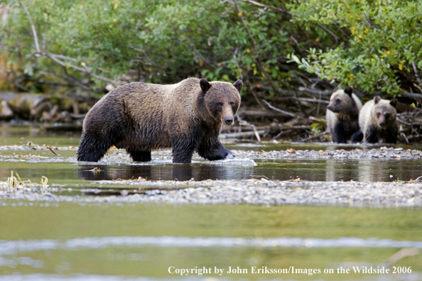 Brown bear in river.