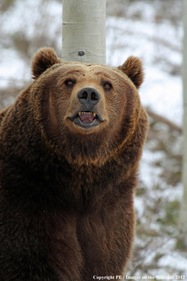 Grizzly Bear in habitat.