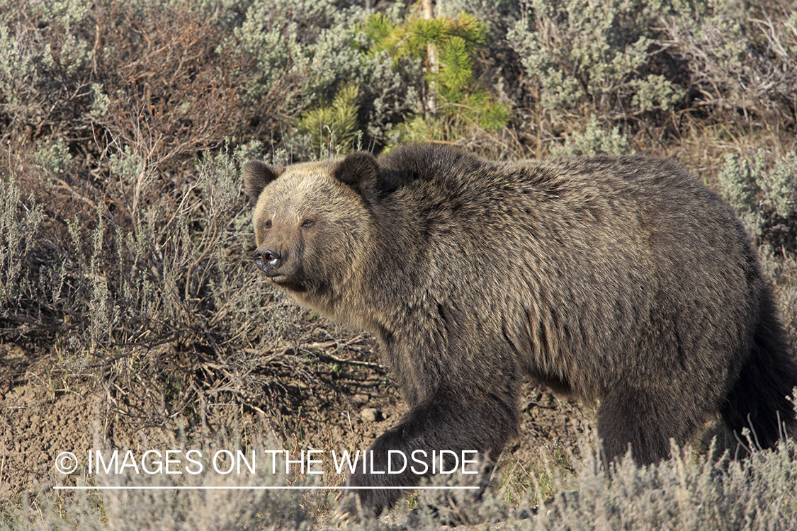 Grizzly Bear in habitat.