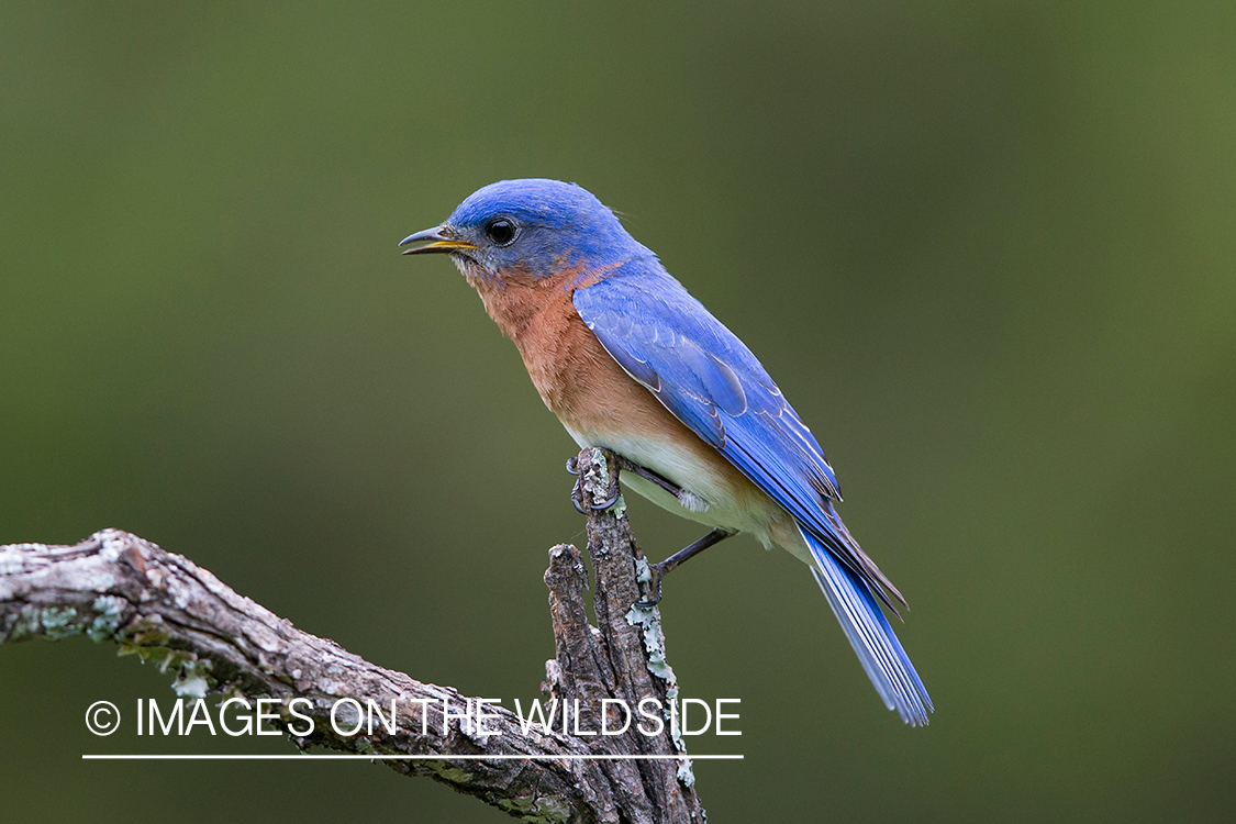 Eastern blue bird in habitat. 