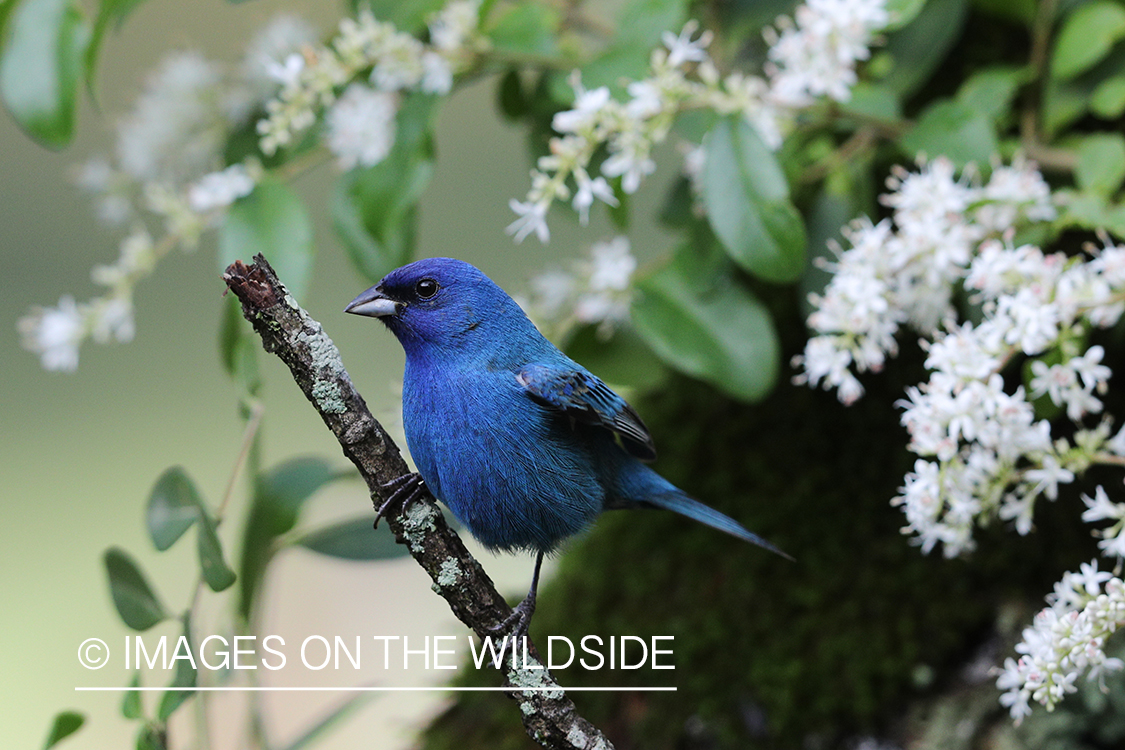 Indigo bunting in habitat.