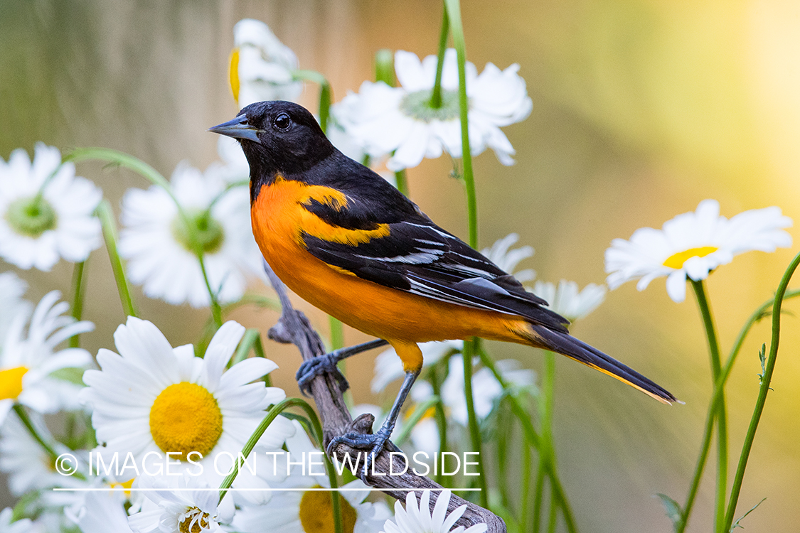 Baltimore Oriole on branch.