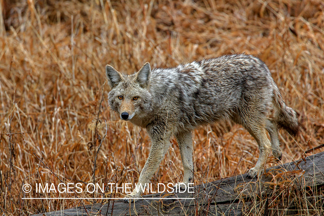 Coyote in habitat.