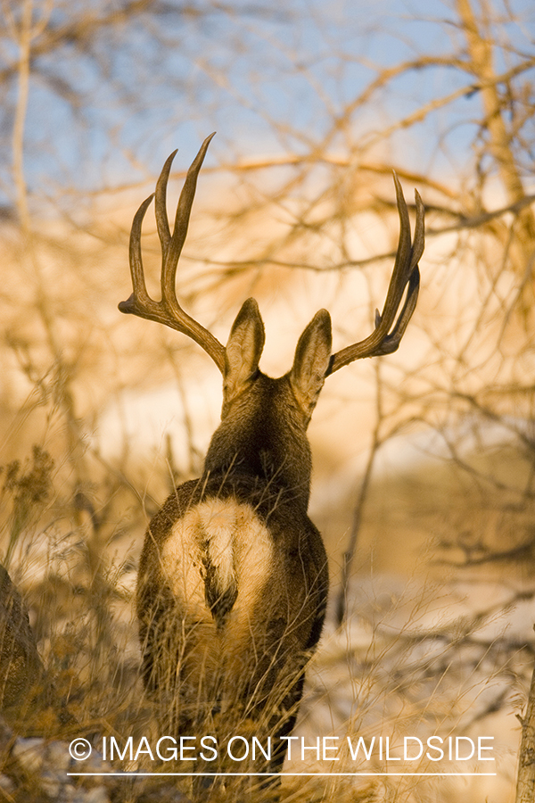 Mule deer in habitat.