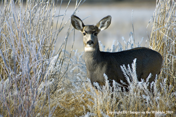 Mule deer in habitat