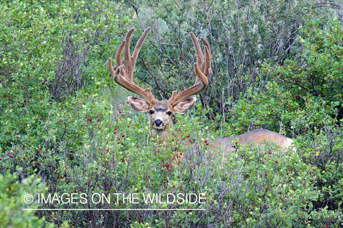 Mule deer buck in habitat. 