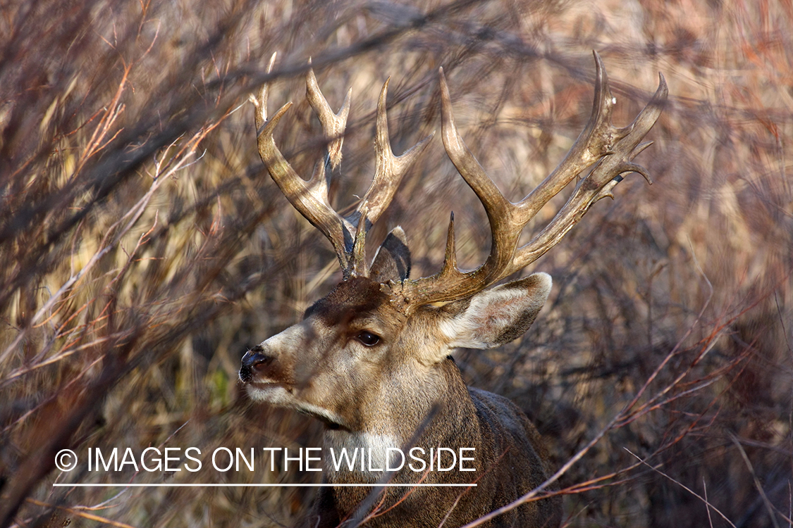 Mule deer buck in habitat. 