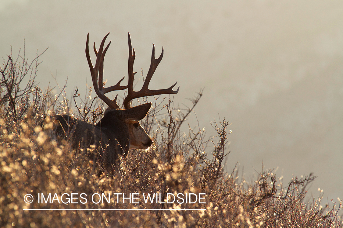 Mule Deer buck in habitat.