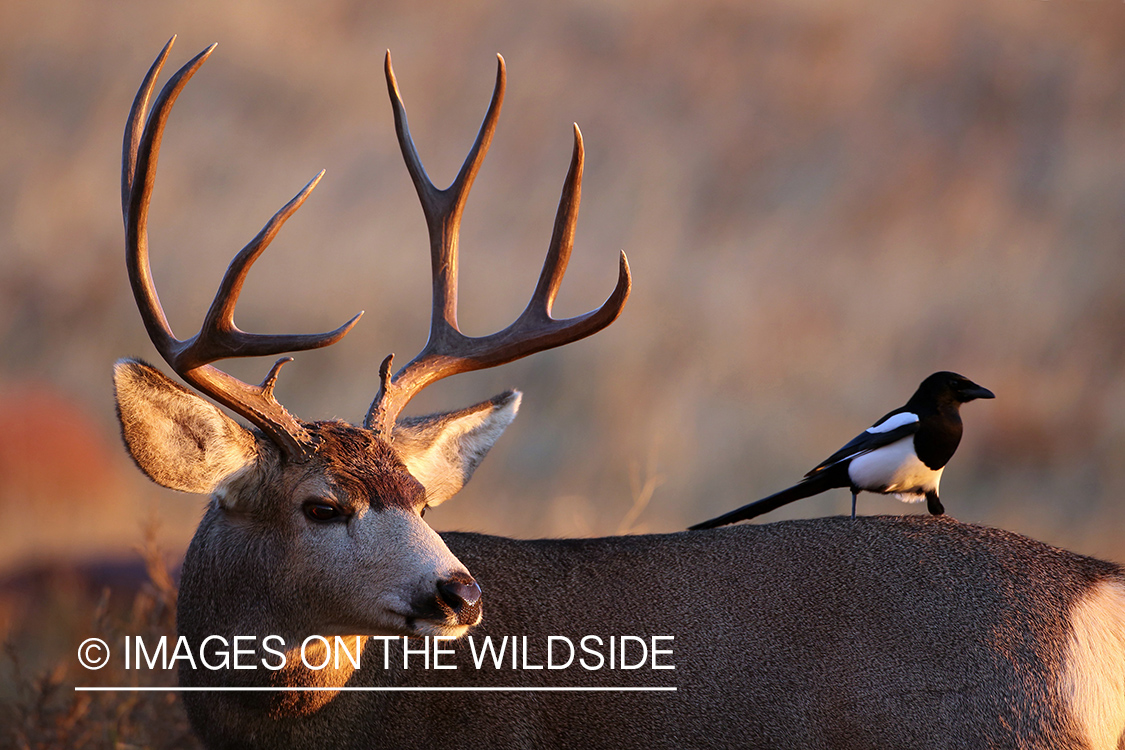 Mule deer buck with magpie.