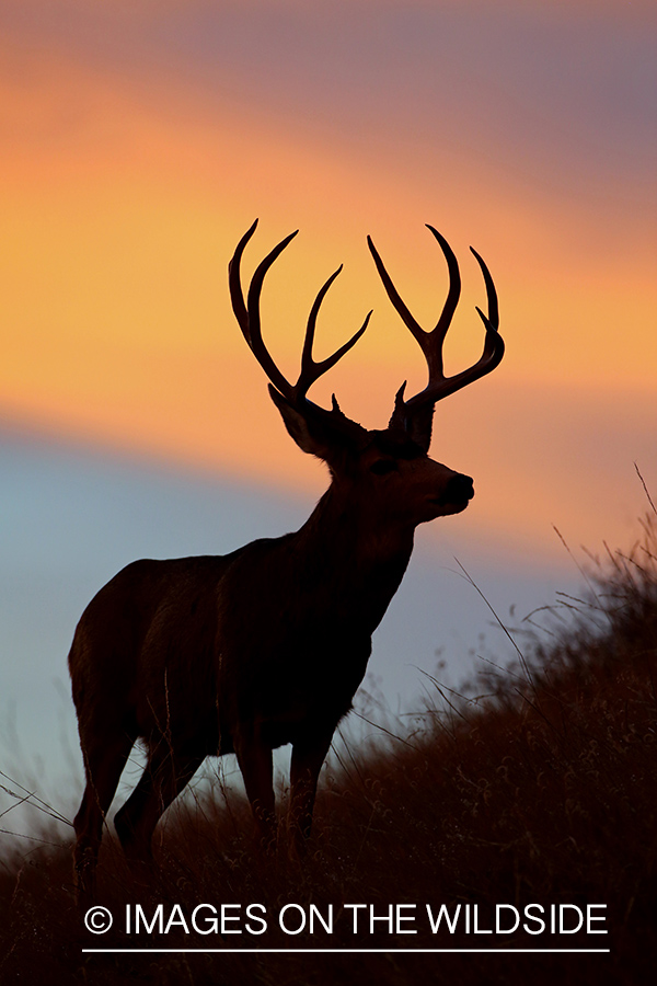 Mule deer buck in habitat. (silhouette)