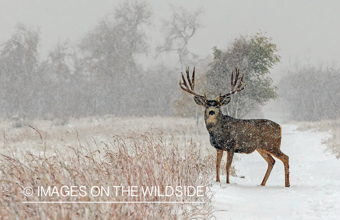 Mule deer buck in snow.