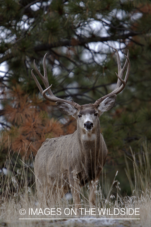 Mule deer buck in field.