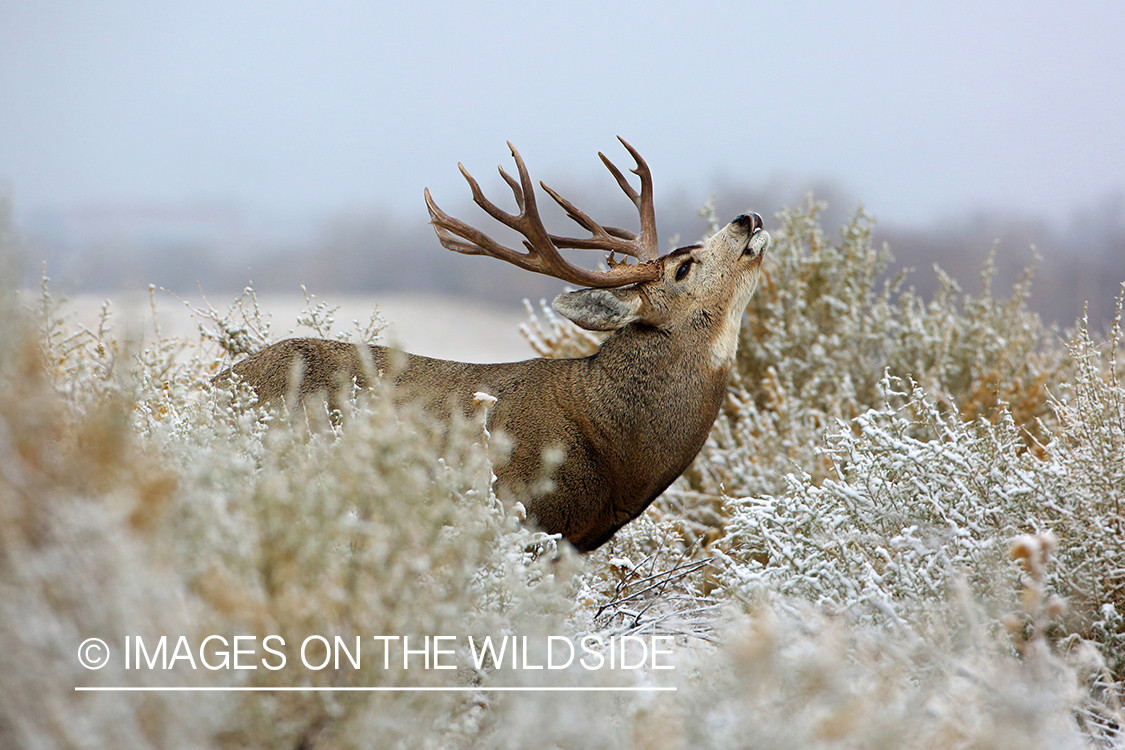 Mule deer buck in winter field.