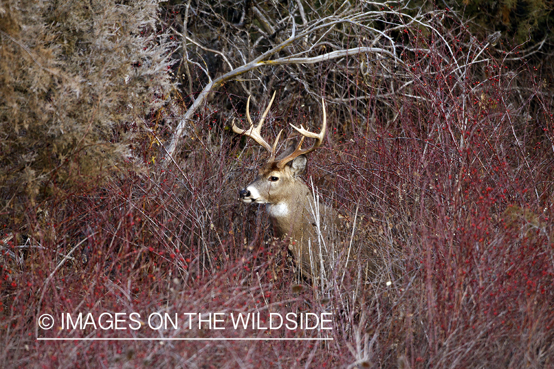 Whitetail Buck