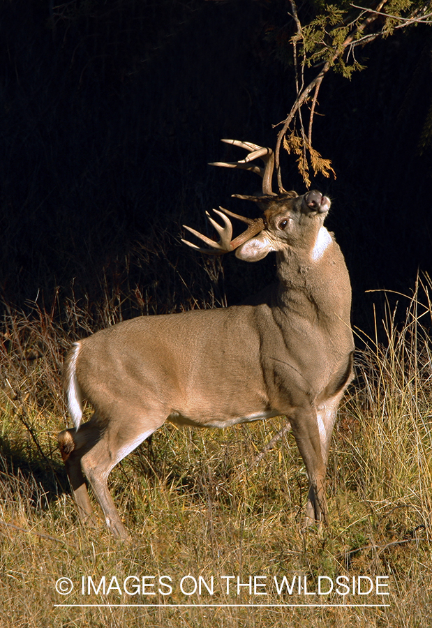 Whitetail Buck in Rut