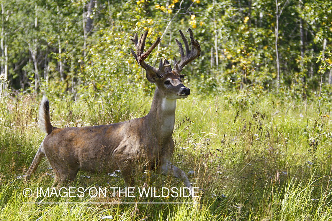 Whitetail buck in velvet