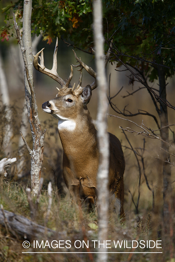 Whitetail buck in habitat