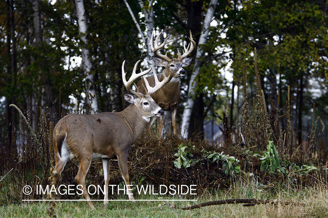 Whitetail bucks in habitat