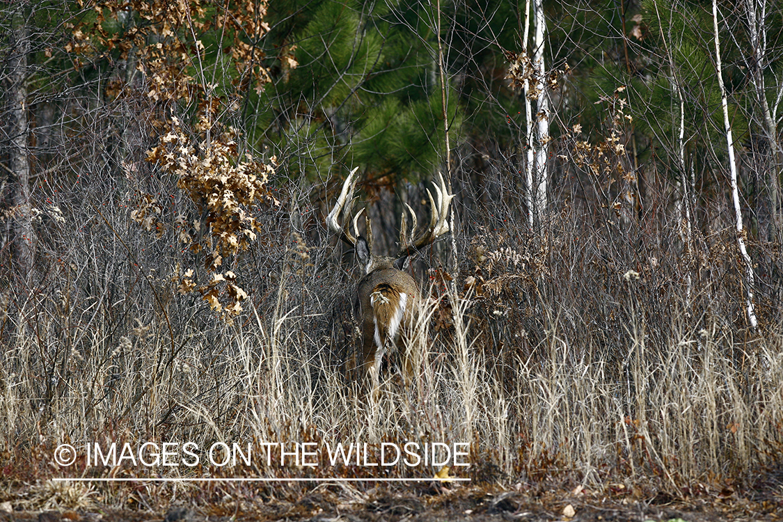 Whitetail buck in habitat