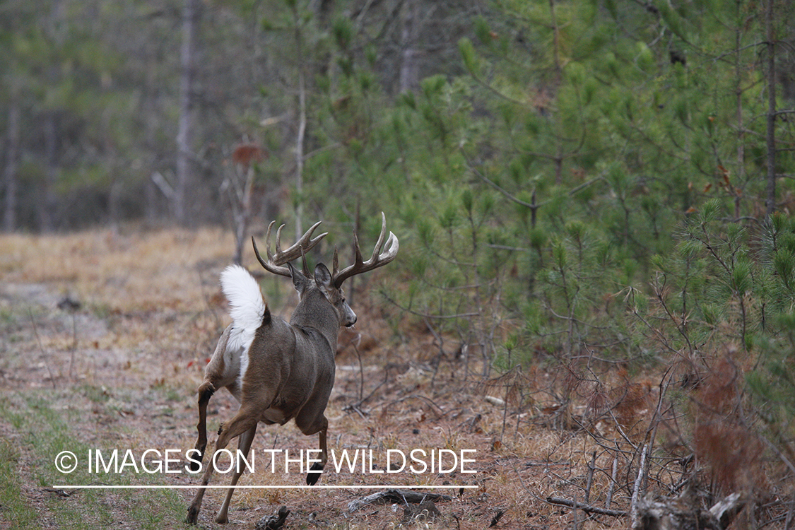 Whitetail buck running.