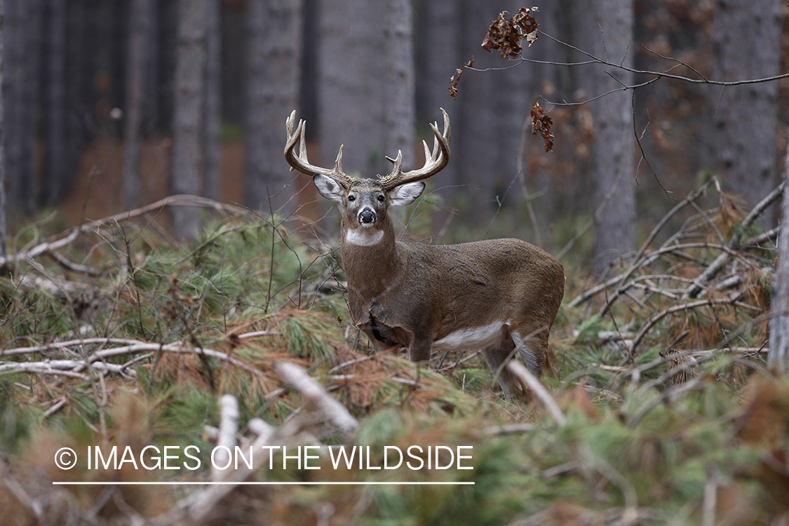 Whitetail buck in habitat.