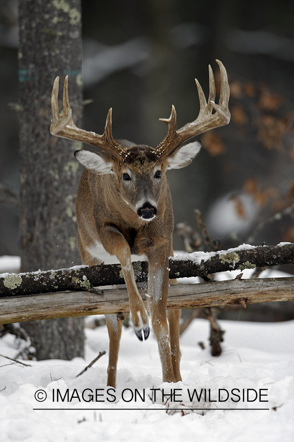 White-tailed buck in habitat.