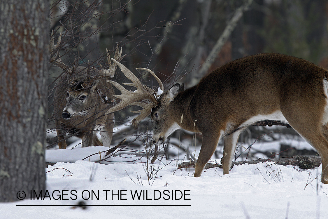 White-tailed buck in habitat.