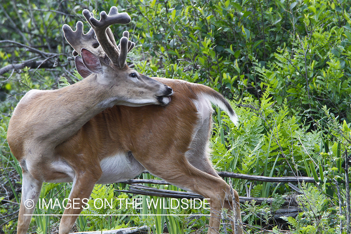 Summer Deer in Velvet