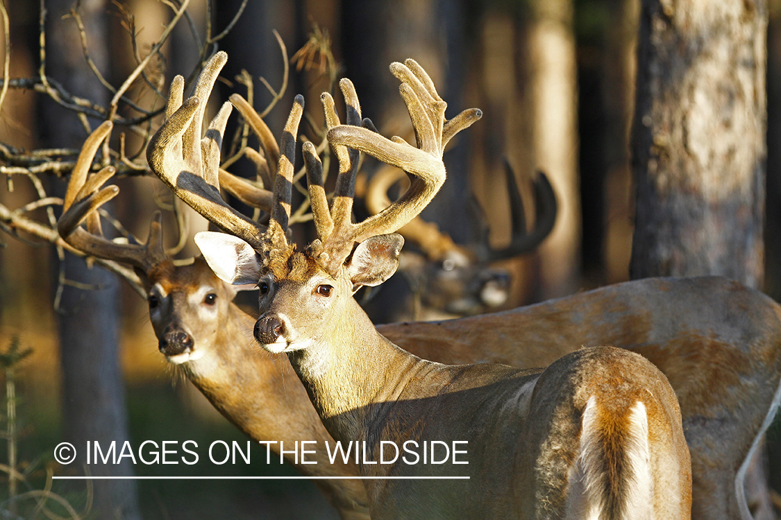 White-tailed deer in velvet