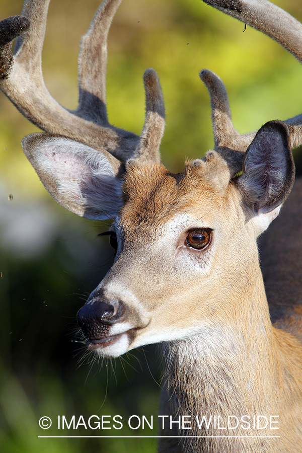 White-tailed buck in velvet 