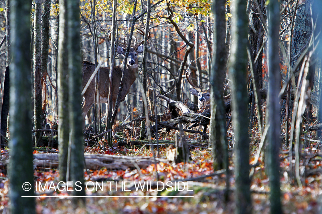 White-tailed buck in habitat. *