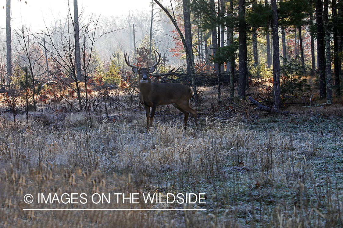 White-tailed buck in habitat. *