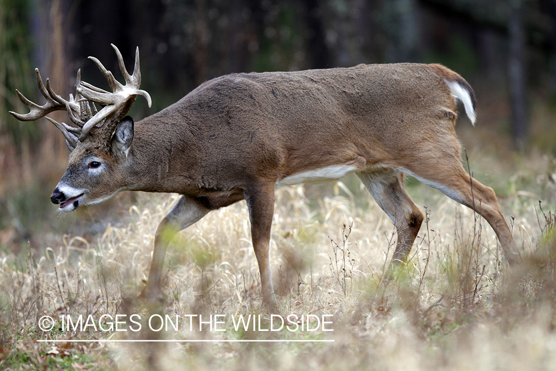 White-tailed buck in habitat. 