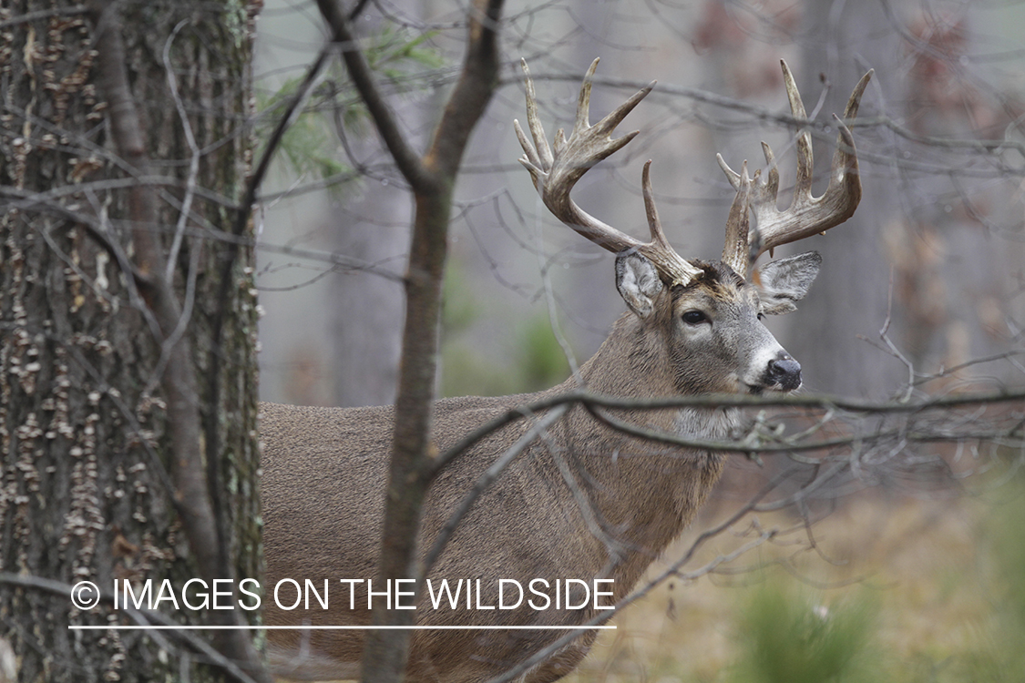 White-tailed buck in habitat. 