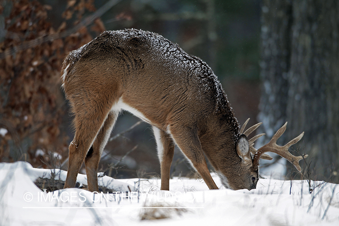 White-tailed buck in habitat. *