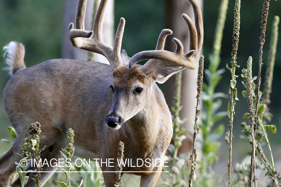 White-tailed buck in velvet.  