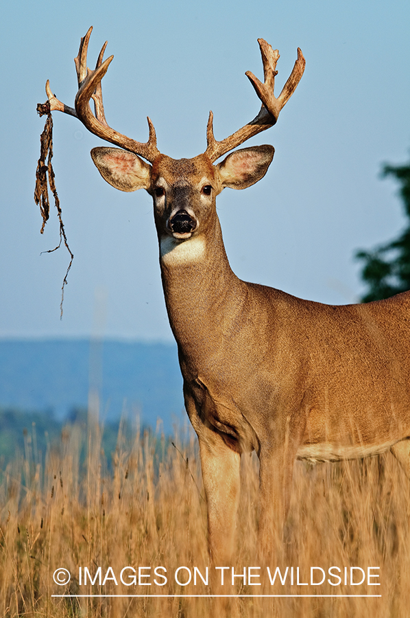 White-tailed buck shedding velvet. 