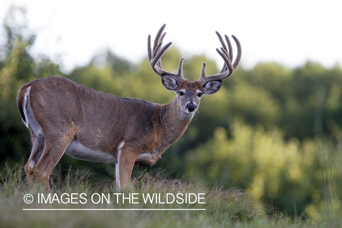 White-tailed buck in velvet.  