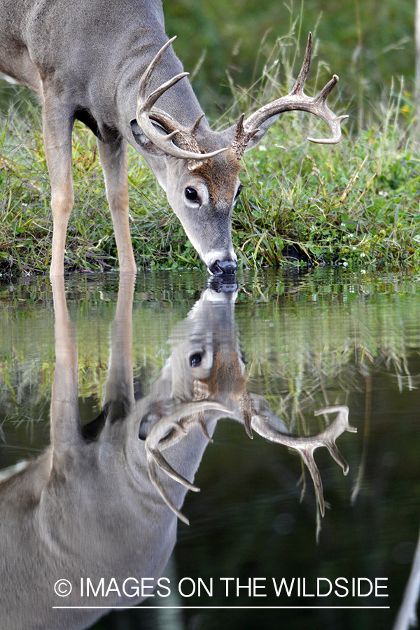 White-tailed buck drinking from creek.  