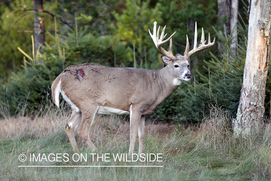 White-tailed buck with wound from fight. 