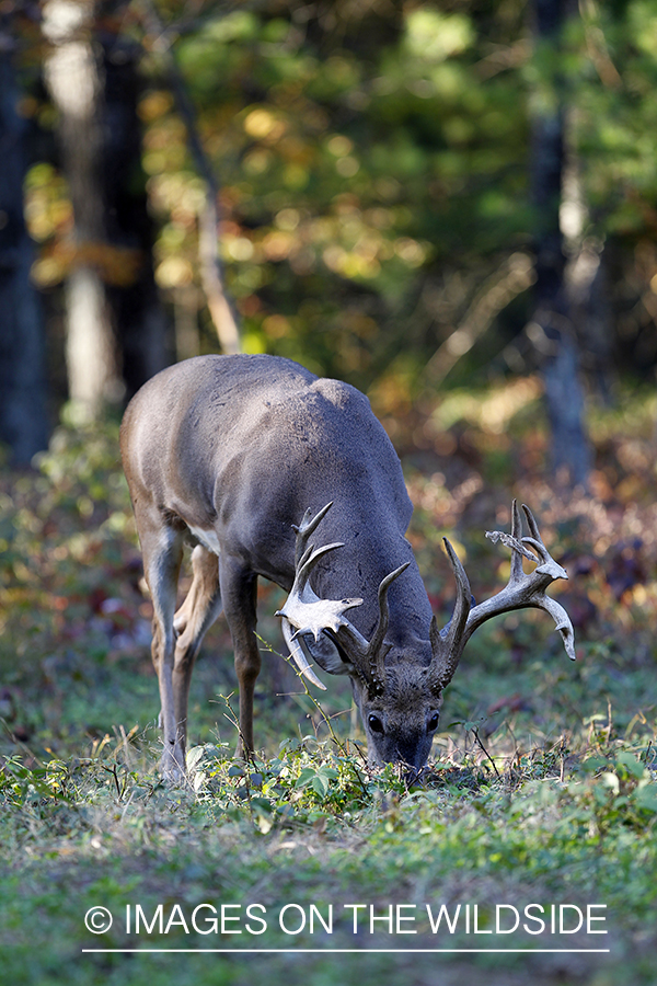 White-tailed buck in habitat. 