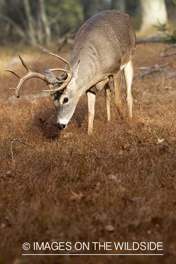 White-tailed buck in habitat.  